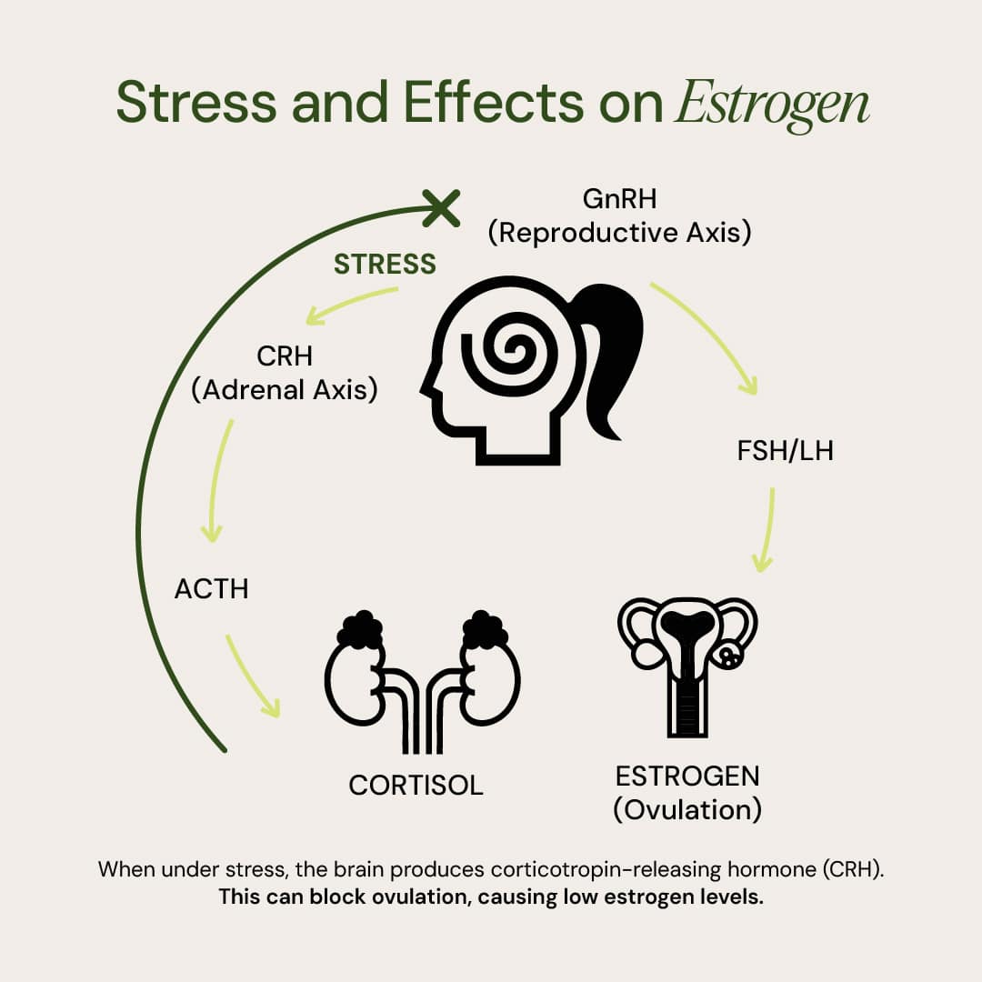 HORMONE & MOOD SUPPORT