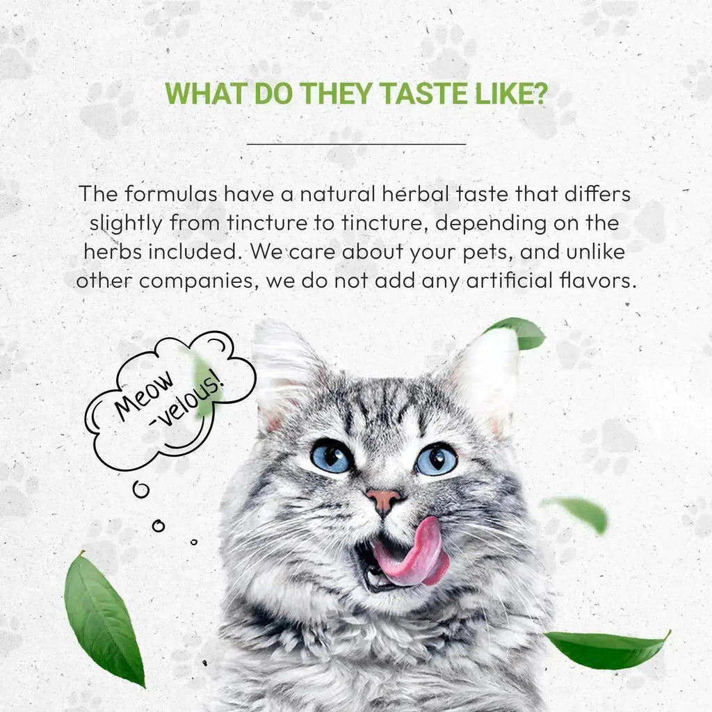 Lion's Immune Boost - Healthy Immunity Support in Cats
